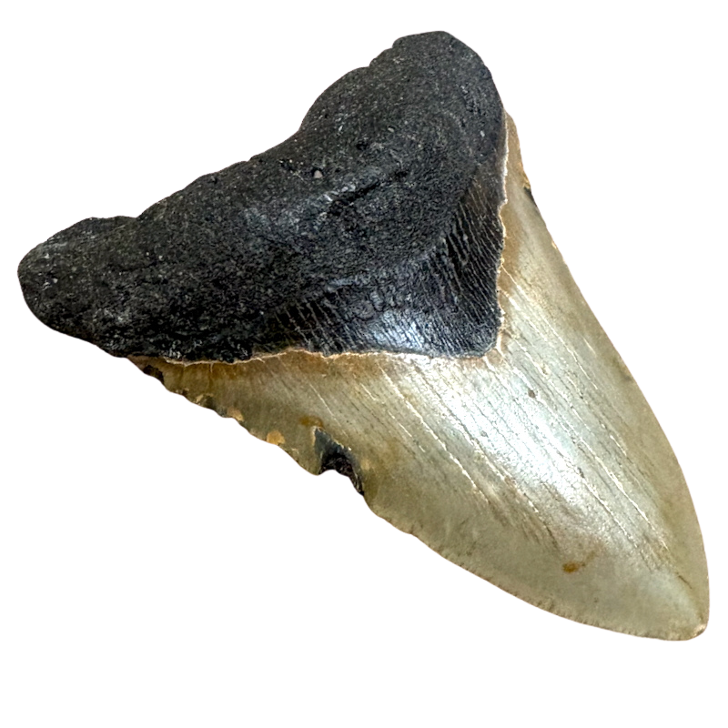 Megalodon Shark Tooth (Miocene, South Carolina)