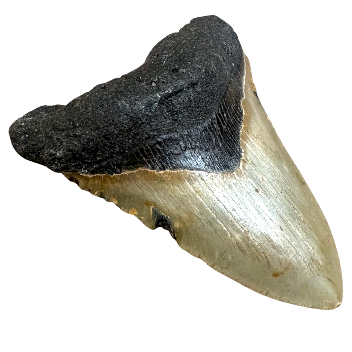 Megalodon Shark Tooth (Miocene, South Carolina)