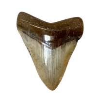 Fossil Megalodon Shark Tooth (South Carolina)