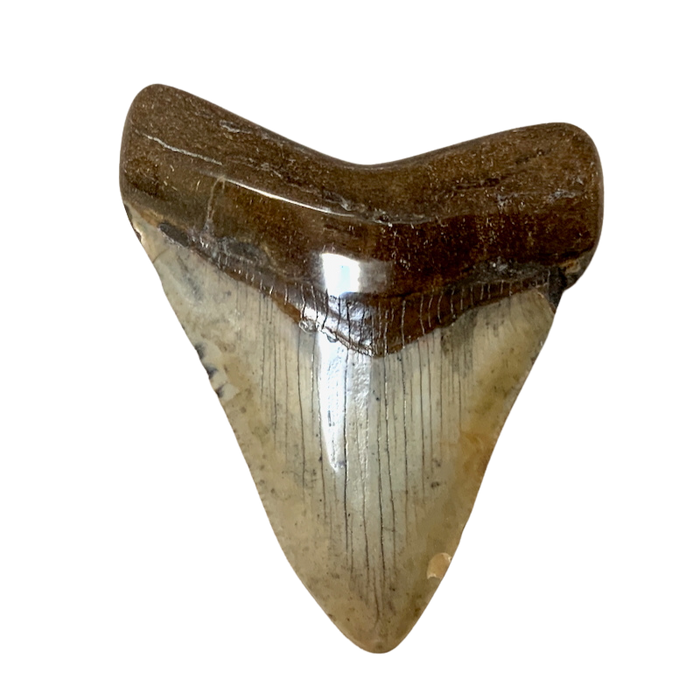 Fossil Megalodon Shark Tooth (South Carolina)