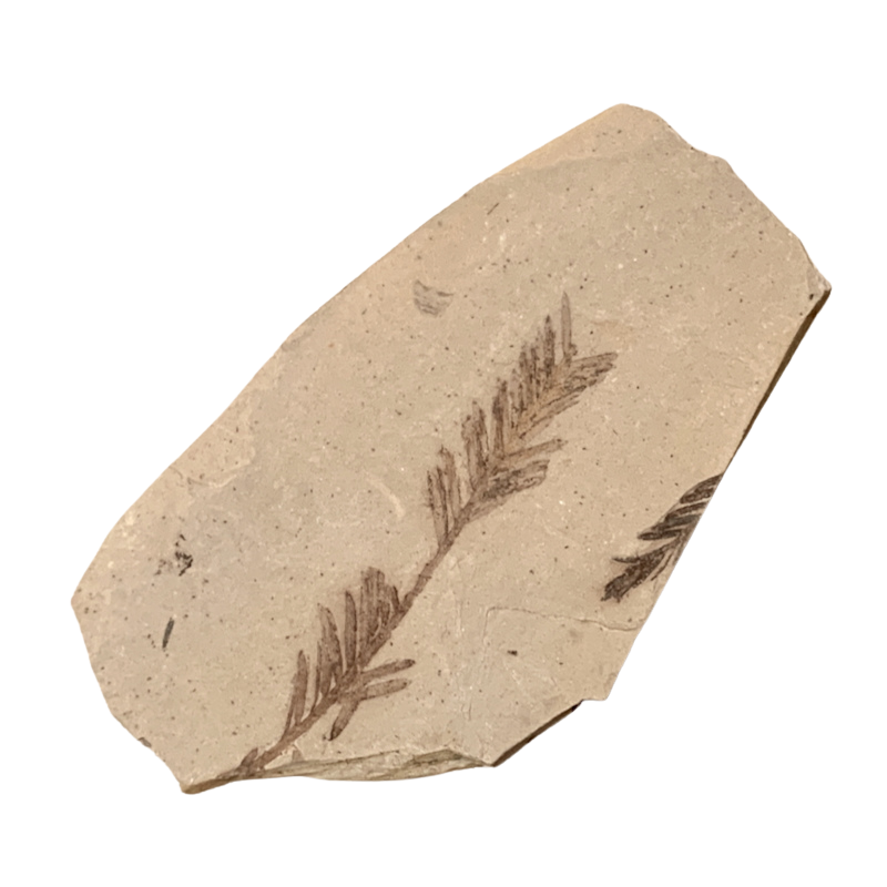 Fossil "Dawn Redwood" (Oligocene, Montana)