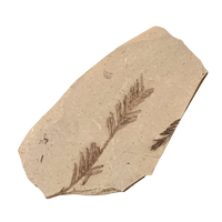 Fossil "Dawn Redwood" (Oligocene, Montana)