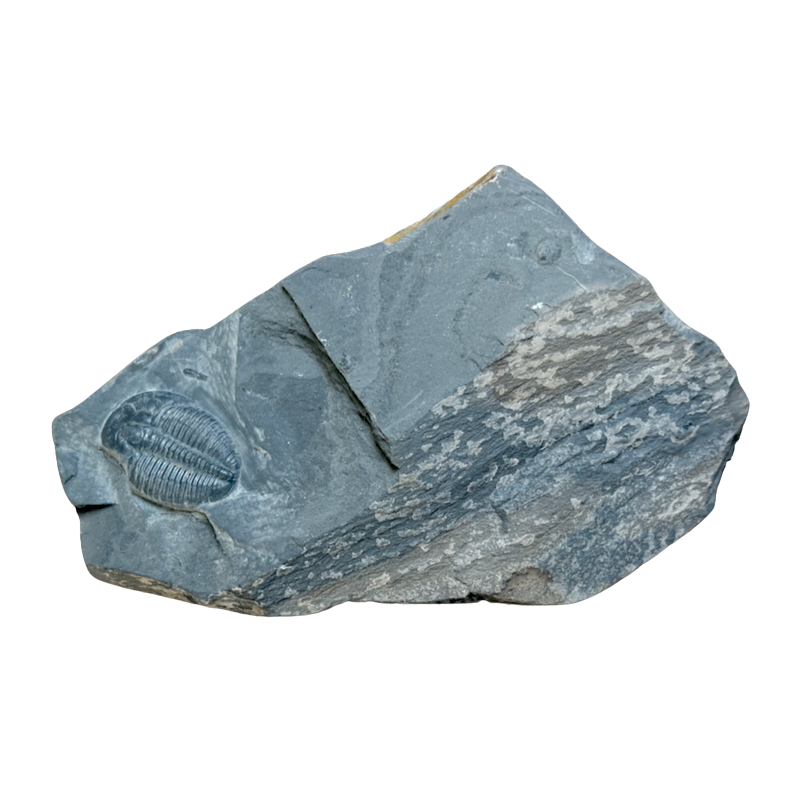 Fossil Trilobite Elrathia (Cambrian, Utah)