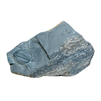 Fossil Trilobite Elrathia (Cambrian, Utah)