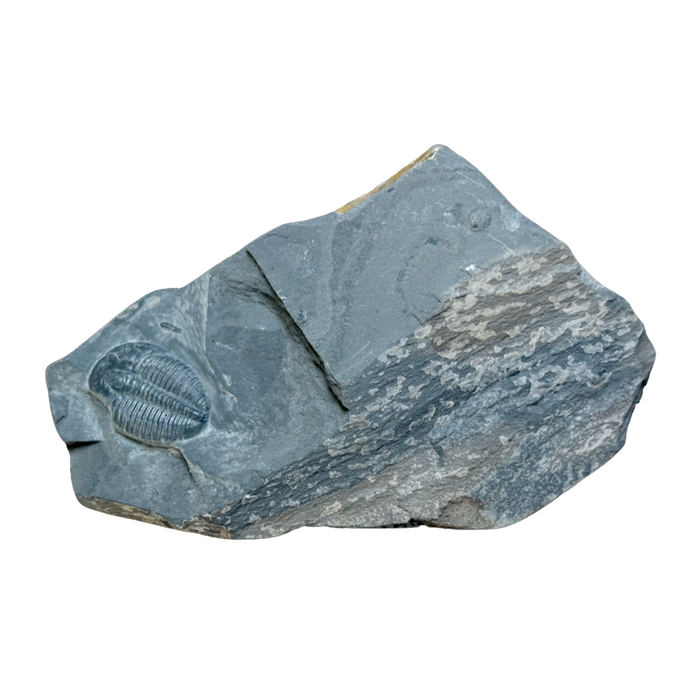 Fossil Trilobite Elrathia (Cambrian, Utah)