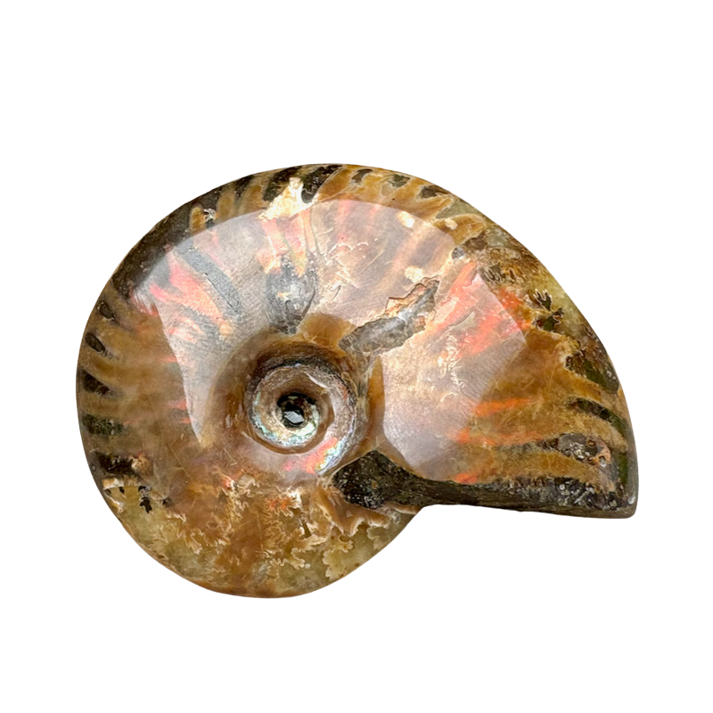 Ammonite, "Red" (Cretaceous, Madagascar)