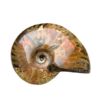 Ammonite, "Red" (Cretaceous, Madagascar)