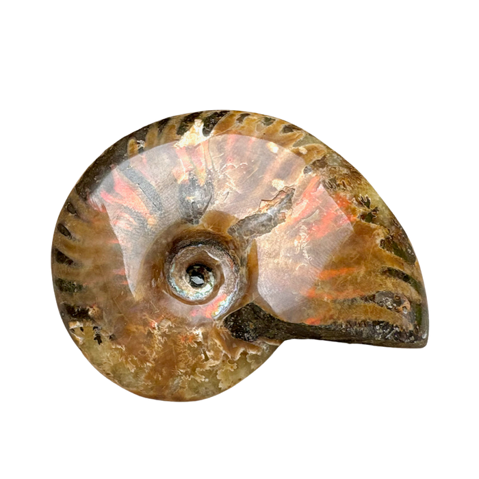 Ammonite, "Red" (Cretaceous, Madagascar)