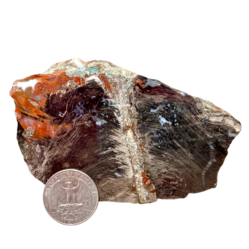 Petrified Wood (China)