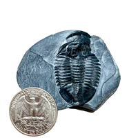 Fossil Trilobite Elrathia (Cambrian, Utah)