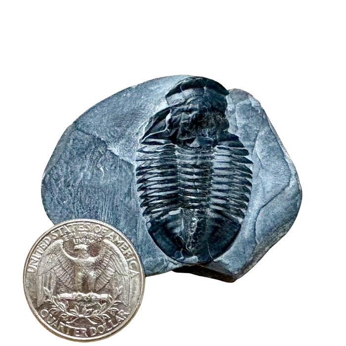 Fossil Trilobite Elrathia (Cambrian, Utah)