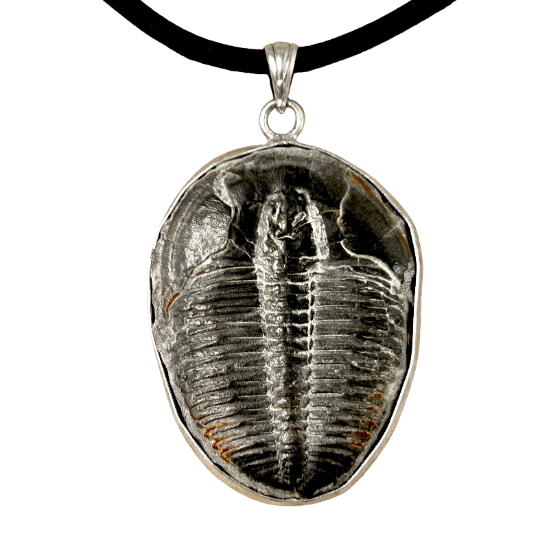 Trilobite and Sterling Silver Pendant on Cord
