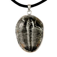 Trilobite and Sterling Silver Pendant on Cord