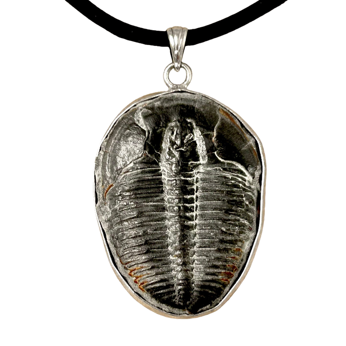 Trilobite and Sterling Silver Pendant on Cord