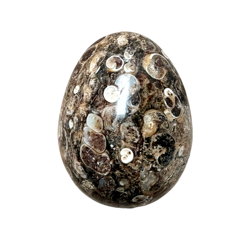 Agate (Turritella) Polished Egg (Wyoming)