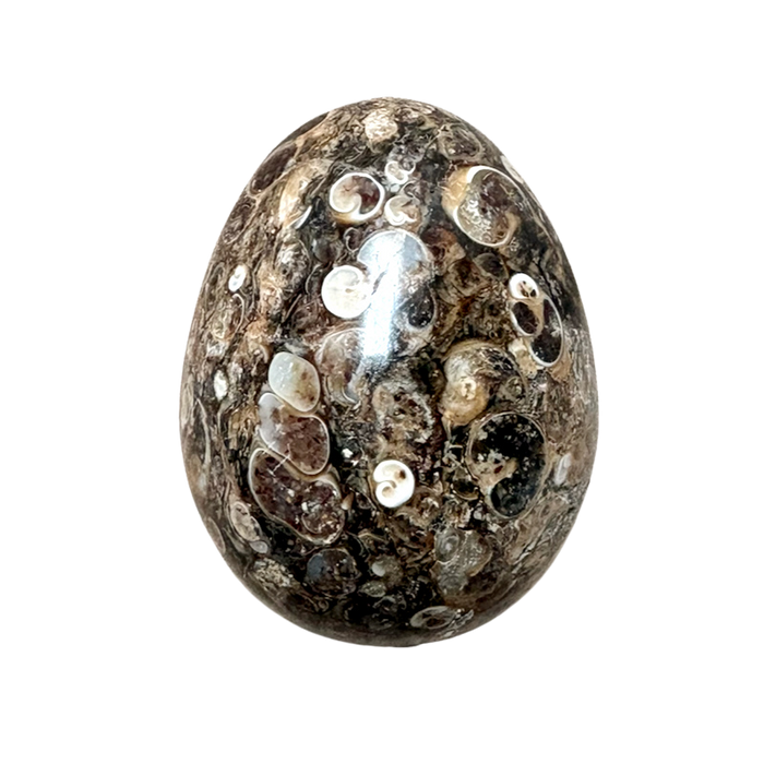 Agate (Turritella) Polished Egg (Wyoming)