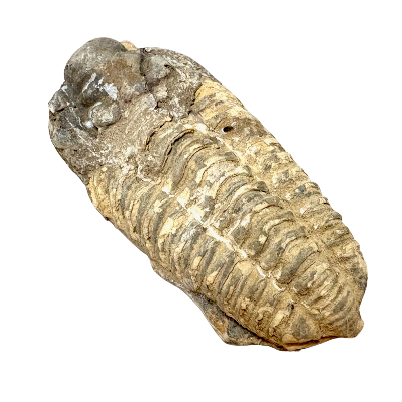 Fossil Trilobite Calymene (Carboniferous, Morocco)