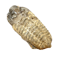 Fossil Trilobite Calymene (Carboniferous, Morocco)