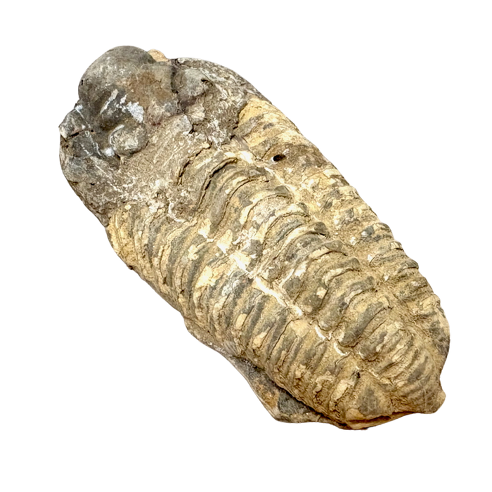Fossil Trilobite Calymene (Carboniferous, Morocco)