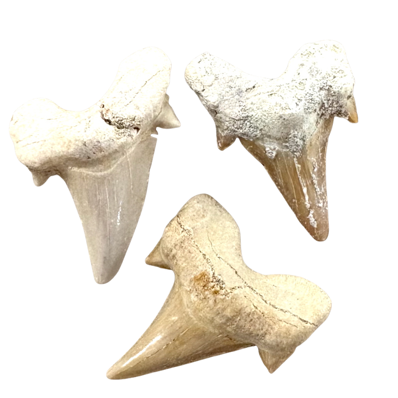 Fossil Shark Tooth (Morocco)