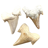 Fossil Shark Tooth (Morocco)