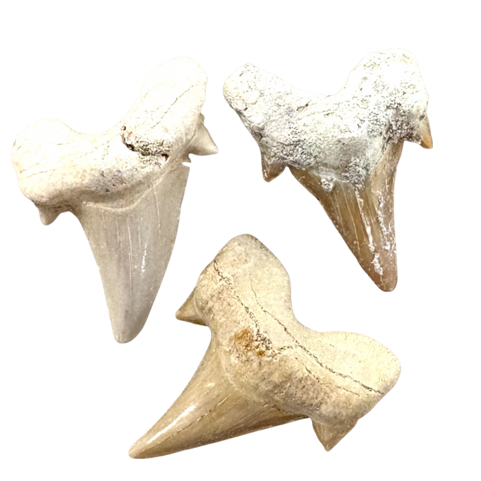 Fossil Shark Tooth (Morocco)