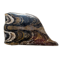 Stromatolite (Bolivia)