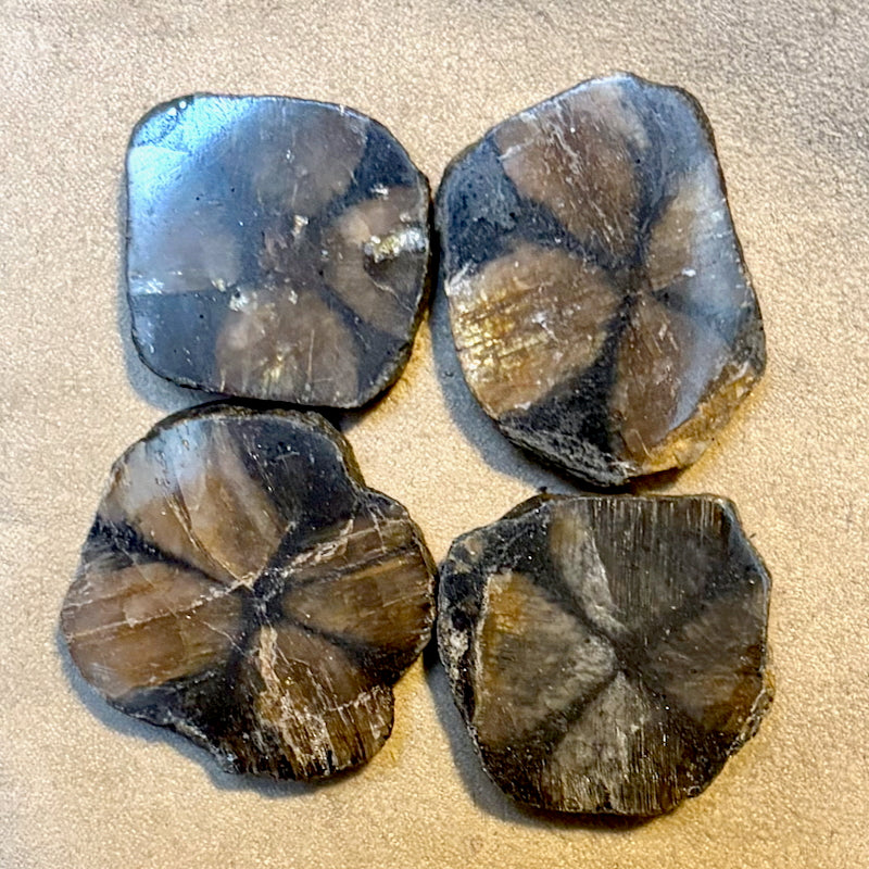 Chiastolite Polished Slice