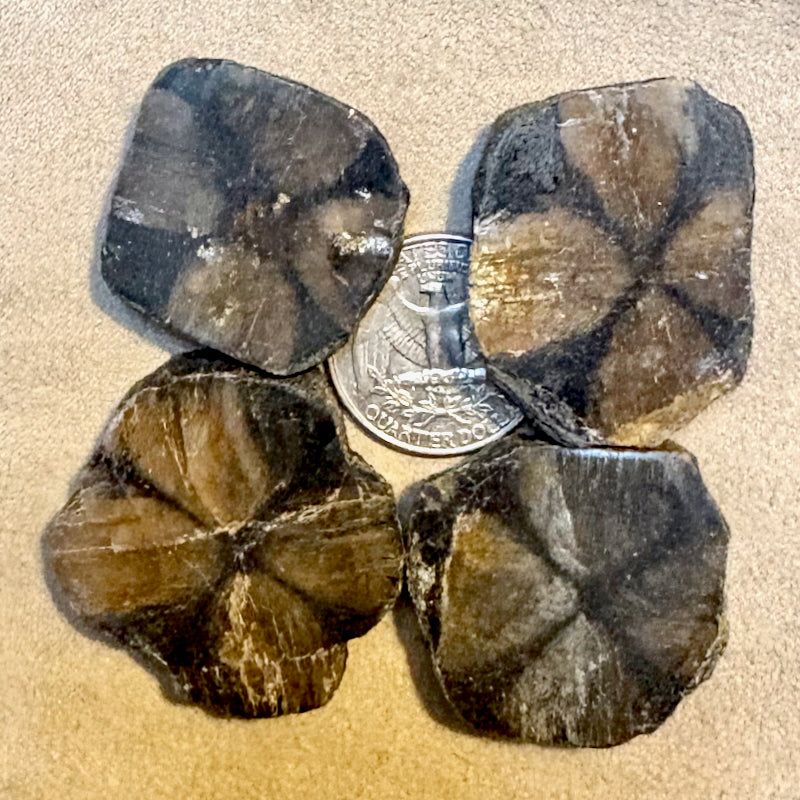 Chiastolite Polished Slice