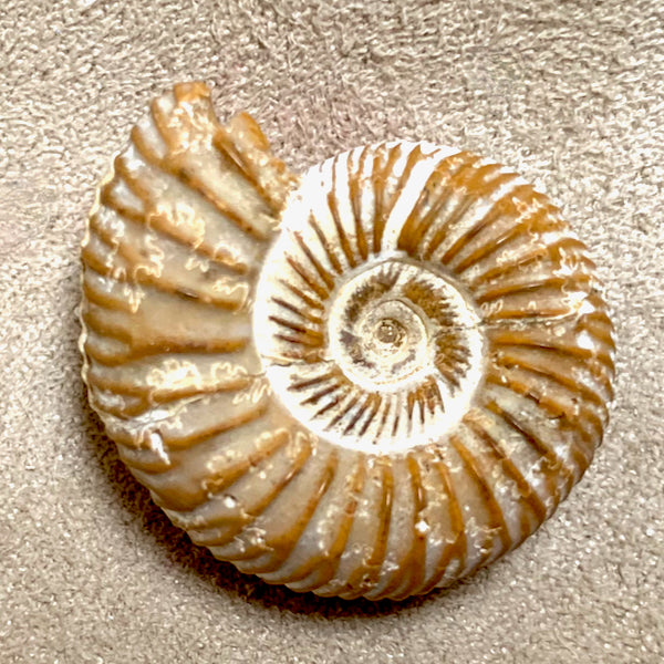 Ammonite, White (Jurassic, Madagascar)