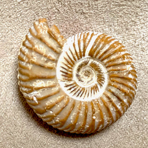 Fossil White Ammonite (Jurassic, Madagascar)