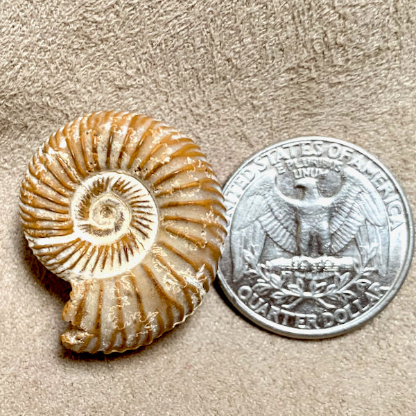 Ammonite, White (Jurassic, Madagascar)