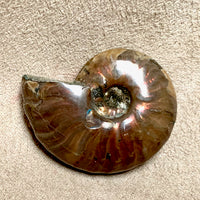 Ammonite, "Red" (Cretaceous, Madagascar)