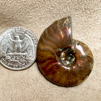 Ammonite, "Red" (Cretaceous, Madagascar)