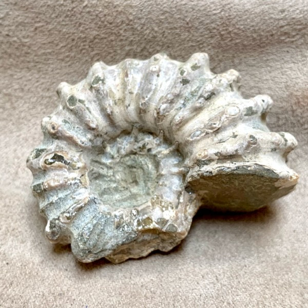 Fossil "Tractor" Ammonite (Madagascar)