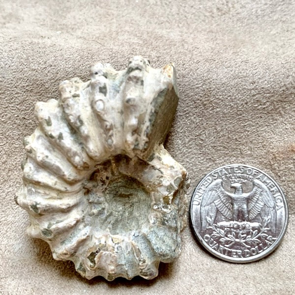 Fossil "Tractor" Ammonite (Madagascar)