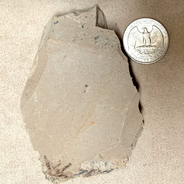 Fossil Dawn Redwood (Montana)