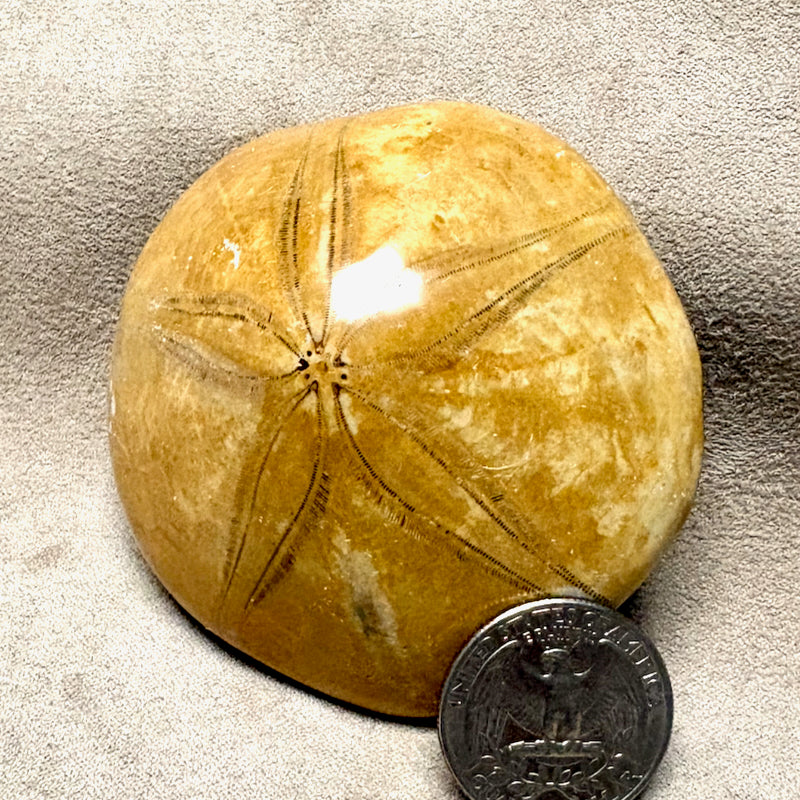 Fossil Echinoid Sand Dollar Plesiolampas (Madagascar)
