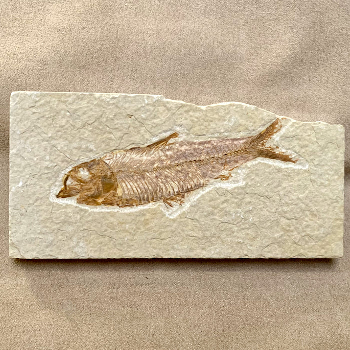Fossil Fish Knightia (Wyoming)
