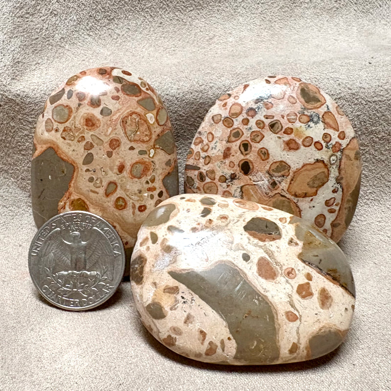 Puddingstone Palmstone