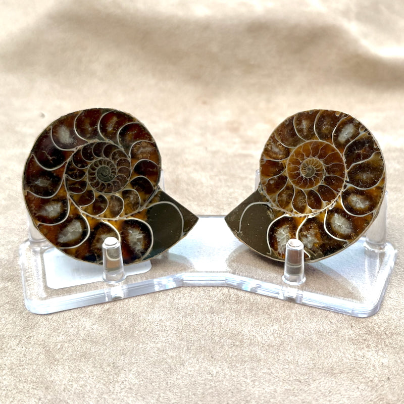 Ammonite Split Pair with Stand (Madagascar)