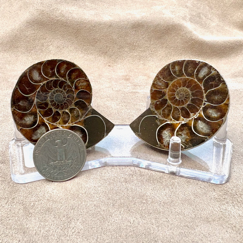 Ammonite Split Pair with Stand (Madagascar)