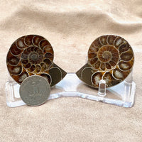 Ammonite Split Pair with Stand (Madagascar)