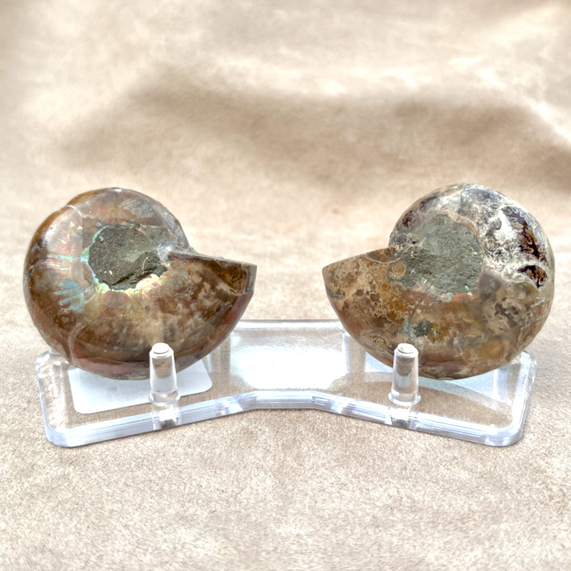 Ammonite Split Pair with Stand (Madagascar)