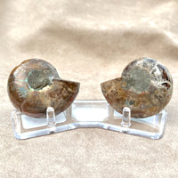 Ammonite Split Pair with Stand (Madagascar)