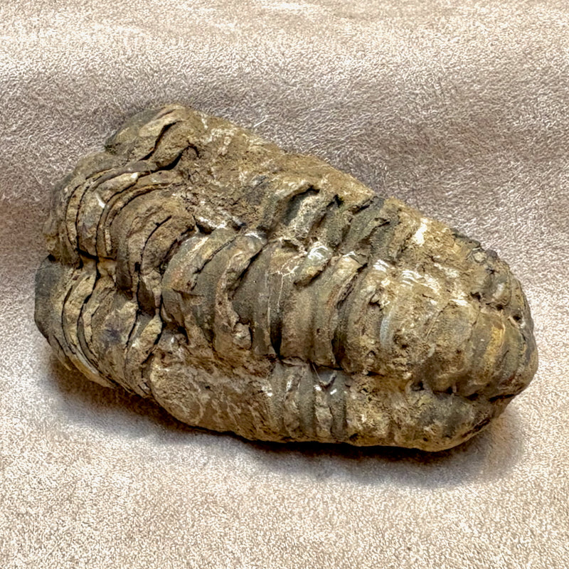 Fossil Trilobite Calymene (Carboniferous, Morocco)