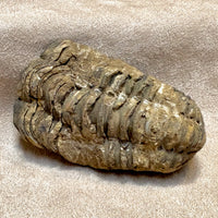 Fossil Trilobite Calymene (Carboniferous, Morocco)