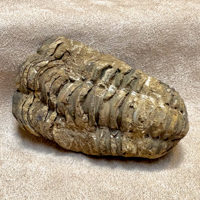 Fossil Trilobite Calymene (Carboniferous, Morocco)