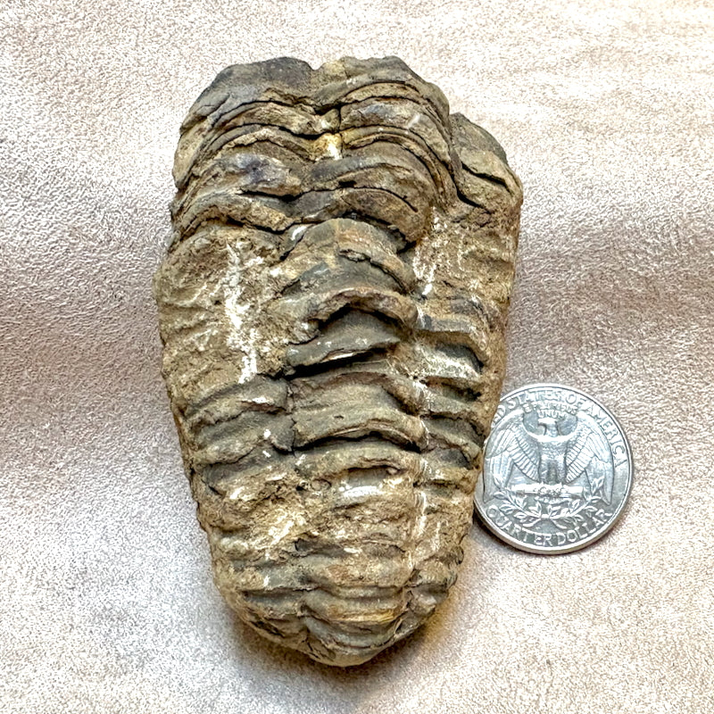 Fossil Trilobite Calymene (Carboniferous, Morocco)
