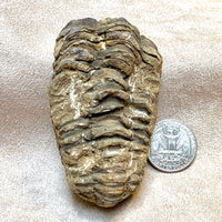 Fossil Trilobite Calymene (Carboniferous, Morocco)